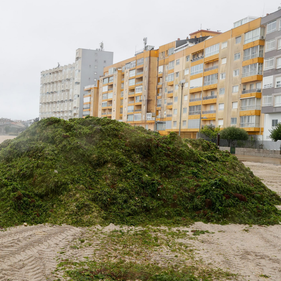 Invasión de toneladas de algas en la playa de A Concha-Compostela