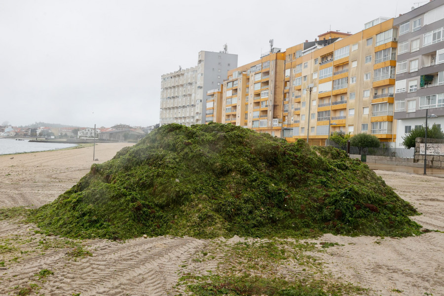 Invasión de toneladas de algas en la playa de A Concha-Compostela