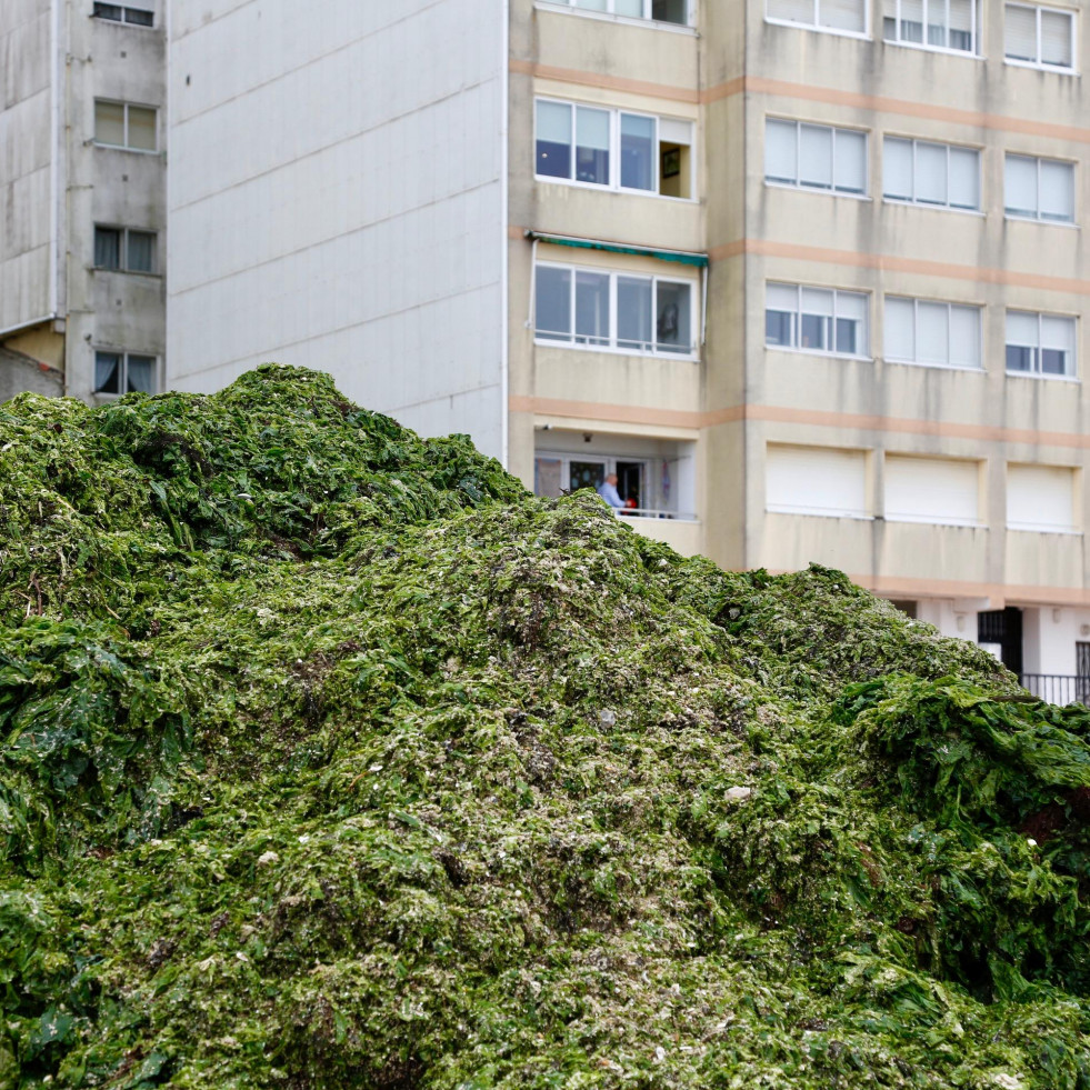 Sin abrir las ventanas por el olor a algas podridas: Indignación entre los vecinos de A Compostela