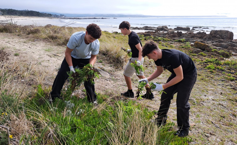 Alumnos de As Bizocas retiran más de una tonelada de invasoras de las dunas de Area de Cruz