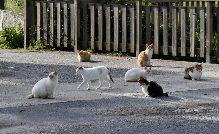 Solo tres concellos de O Salnés solicitaron el servicio de esterilización de gatos del CAAN