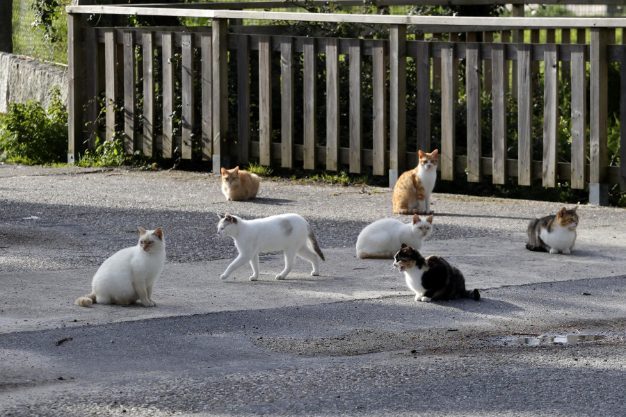 Solo tres concellos de O Salnés solicitaron el servicio de esterilización de gatos del CAAN