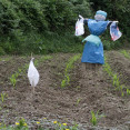 Finca parcela cultivo espantapájaros