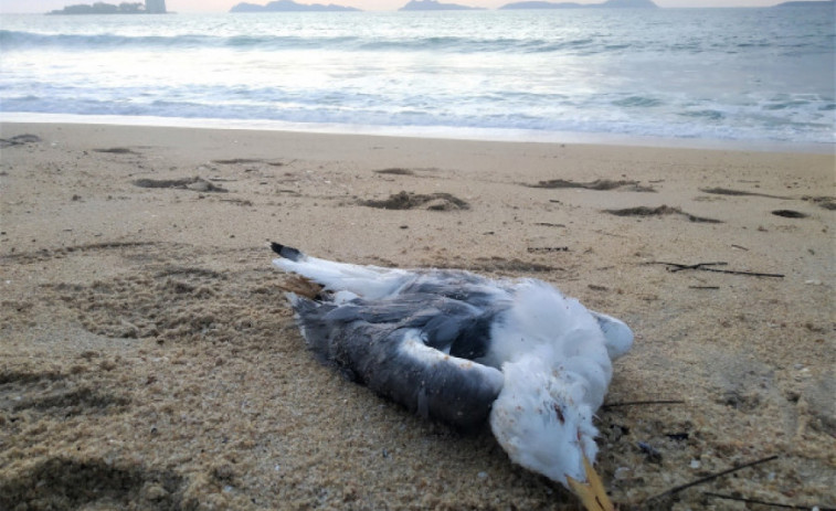 La Xunta de Galicia detectó un nuevo caso de gripe aviar en un gaviota en Ribeira