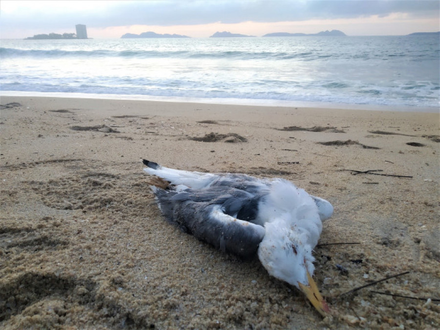 La Xunta de Galicia detectó un nuevo caso de gripe aviar en un gaviota en Ribeira