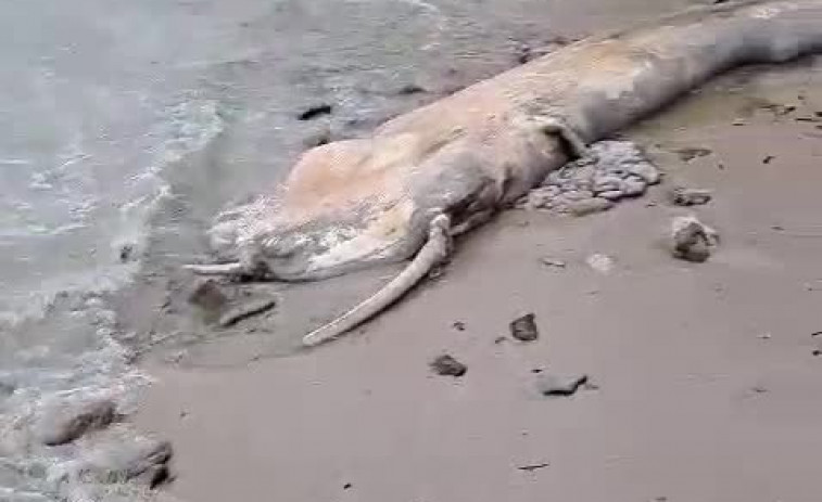 Aparece una ballena muerta en la playa de Pampaído, en Sanxenxo