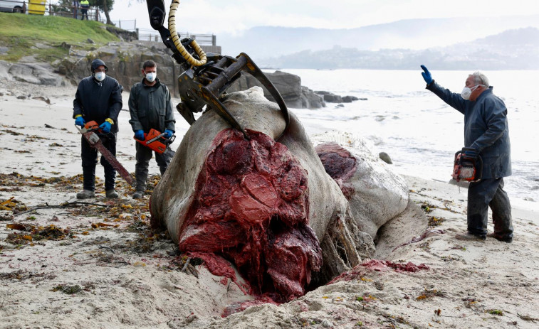 Siete personas y más de tres horas para retirar el cuerpo de la ballena que apareció en Sanxenxo