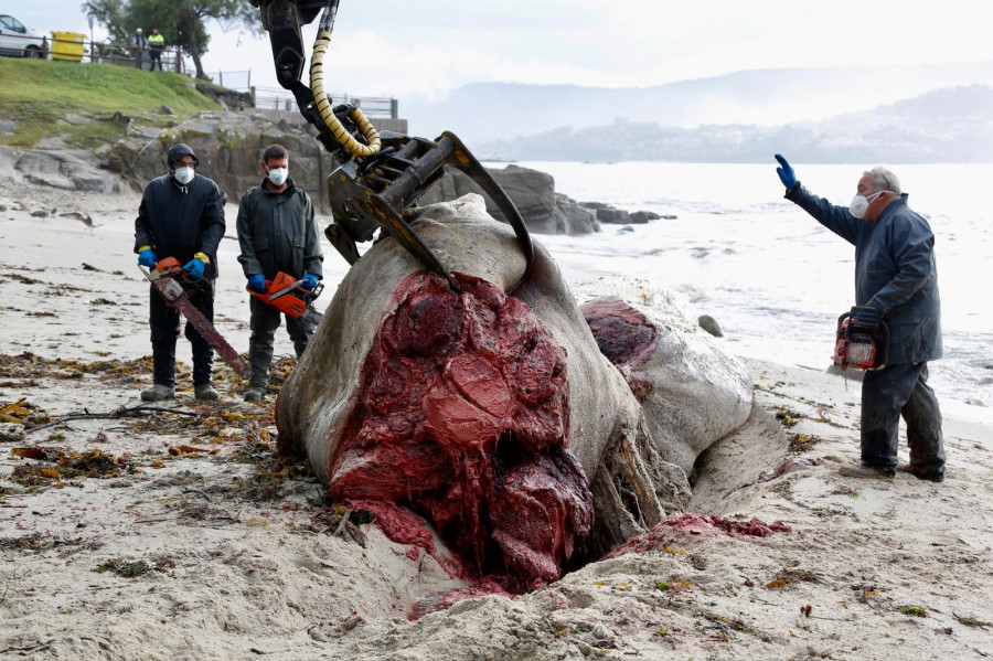 Siete personas y más de tres horas para retirar el cuerpo de la ballena que apareció en Sanxenxo