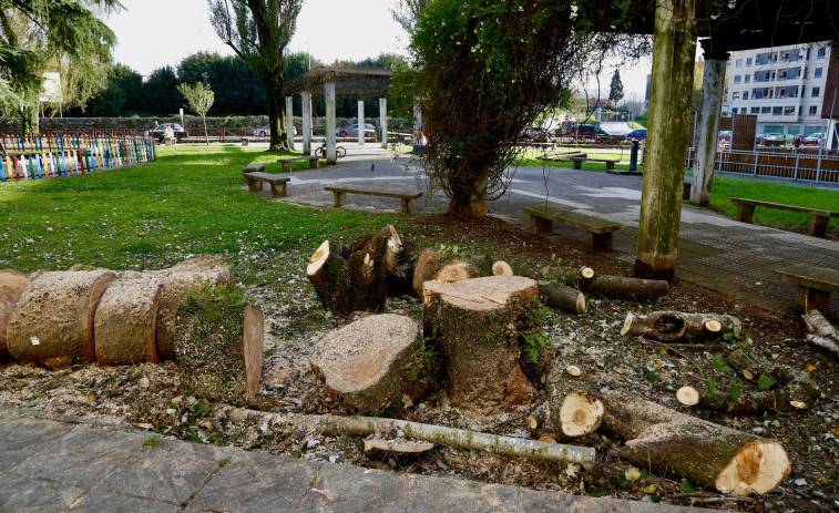 Vilagarcía tala varios árboles del parque Celso Emilio Ferreiro ante el deterioro de los ejemplares