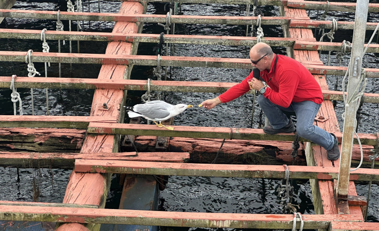 El exministro serbio que da de comer mejillón a las gaviotas en A Illa