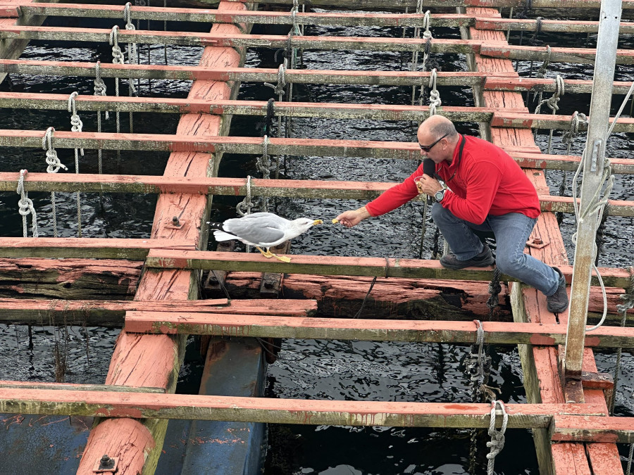 El exministro serbio que da de comer mejillón a las gaviotas en A Illa