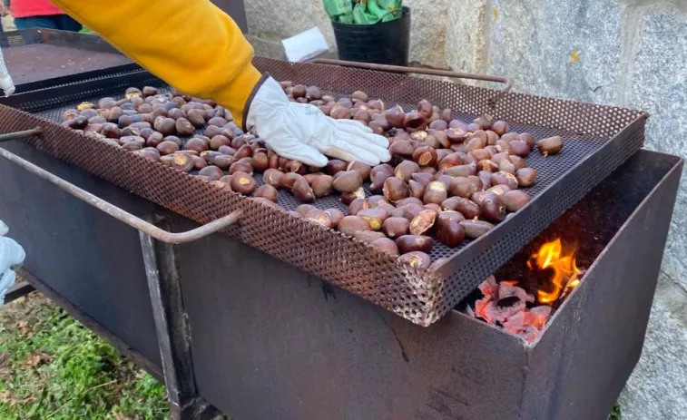 Más de 200 kilos de castañas para celebrar el Magosto en Caldas desde la Praza José Sesto Casal