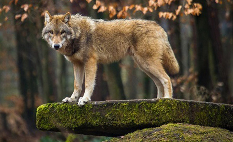 Detectan la presencia del lobo en O Mosteiro, donde mató al menos a dos ovejas este fin de semana