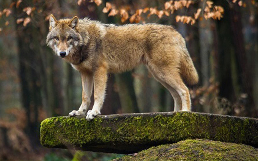 Detectan la presencia del lobo en O Mosteiro, donde mató al menos a dos ovejas este fin de semana