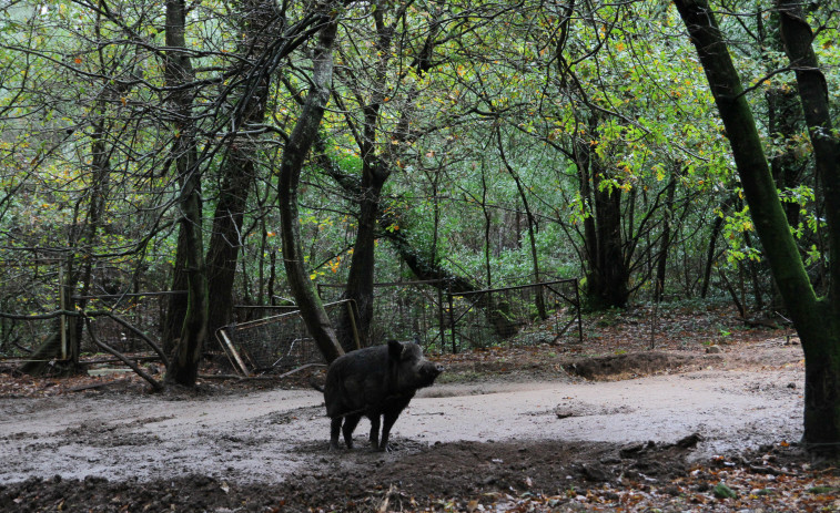 Cierran el Monte Central de A Toxa después de que un jabalí con crías atacase a dos personas