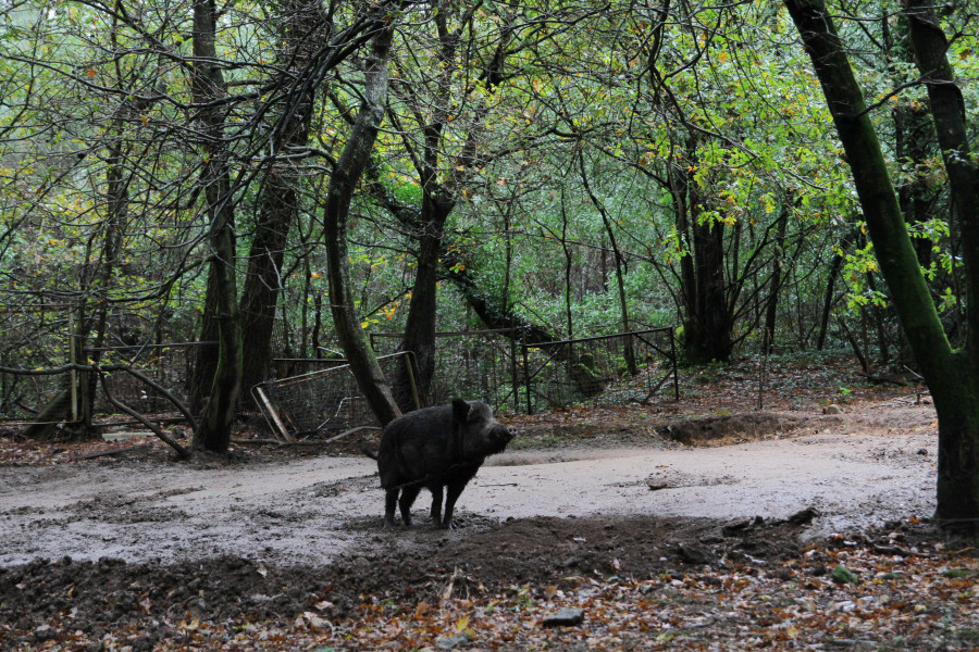 Cierran el Monte Central de A Toxa después de que un jabalí con crías atacase a dos personas