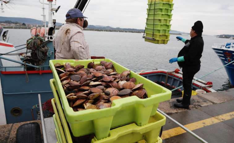 La flota descarga en Cambados 4.474 kilos en el primer día de la volandeira