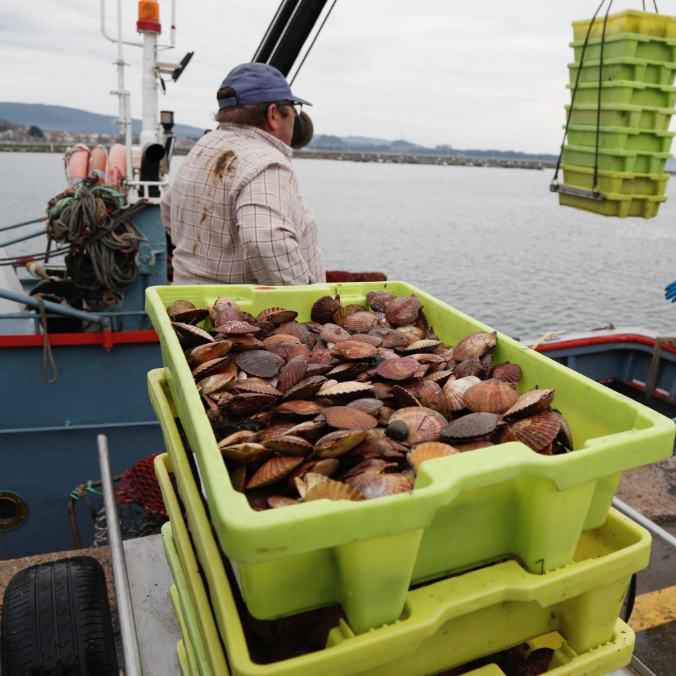 La flota descarga en Cambados 4.474 kilos en el primer día de la volandeira