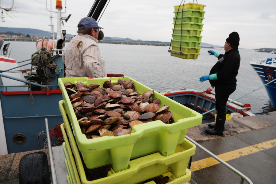 La flota descarga en Cambados 4.474 kilos en el primer día de la volandeira