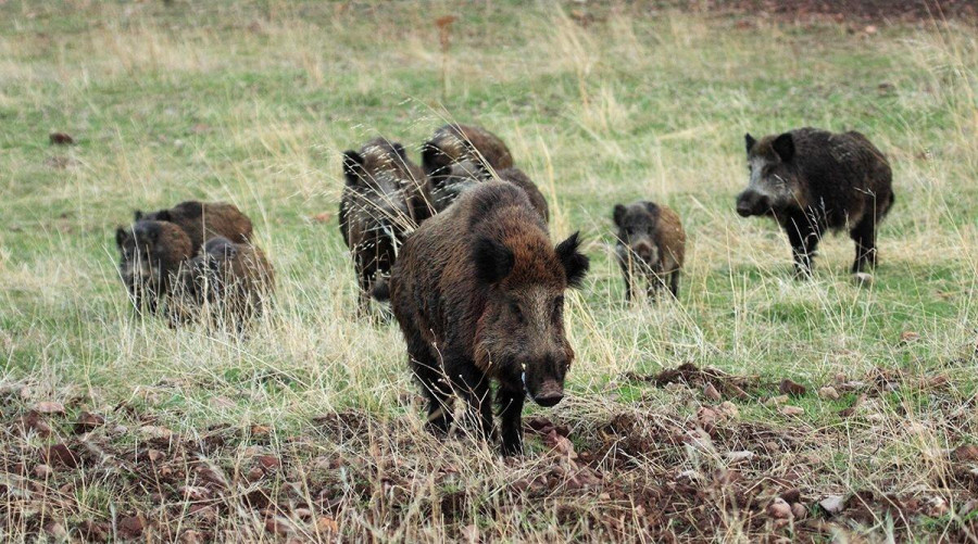 La Xunta valora cambiar la ubicación de las jaulas para poder atrapar los jabalíes de A Toxa