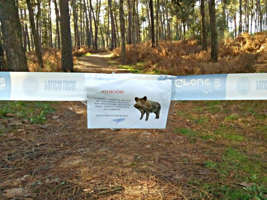 Las jaulas instaladas en A Toxa permitirán contabilizar los jabalíes que habitan en la zona