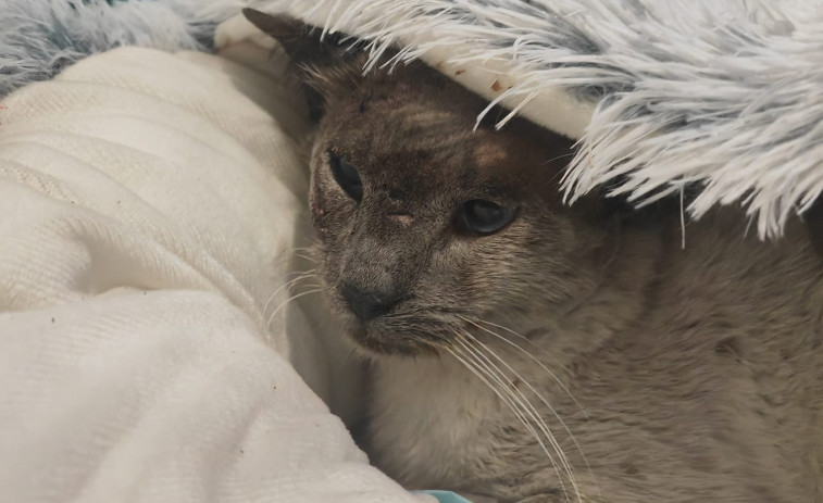 El gato tiroteado en Cambados progresa, pero sigue en peligro: 