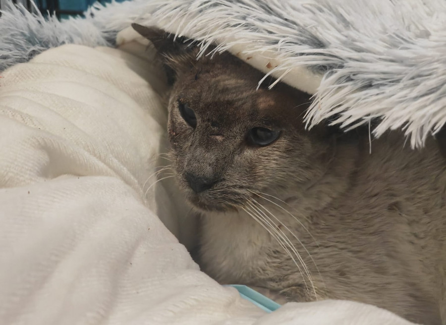 El gato tiroteado en Cambados progresa, pero sigue en peligro: "Tememos a la estenosis y nos preocupa el balín alojado en los senos paranasales"