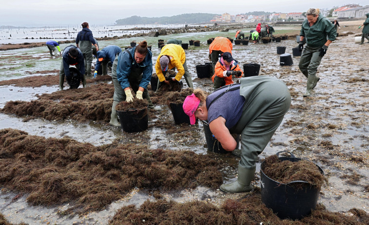 Estudian si las algas halladas en O Paxaxeiro son del tipo asiático que daña el mar del sur de España