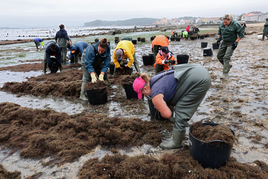 Estudian si las algas halladas en O Paxaxeiro son del tipo asiático que daña el mar del sur de España