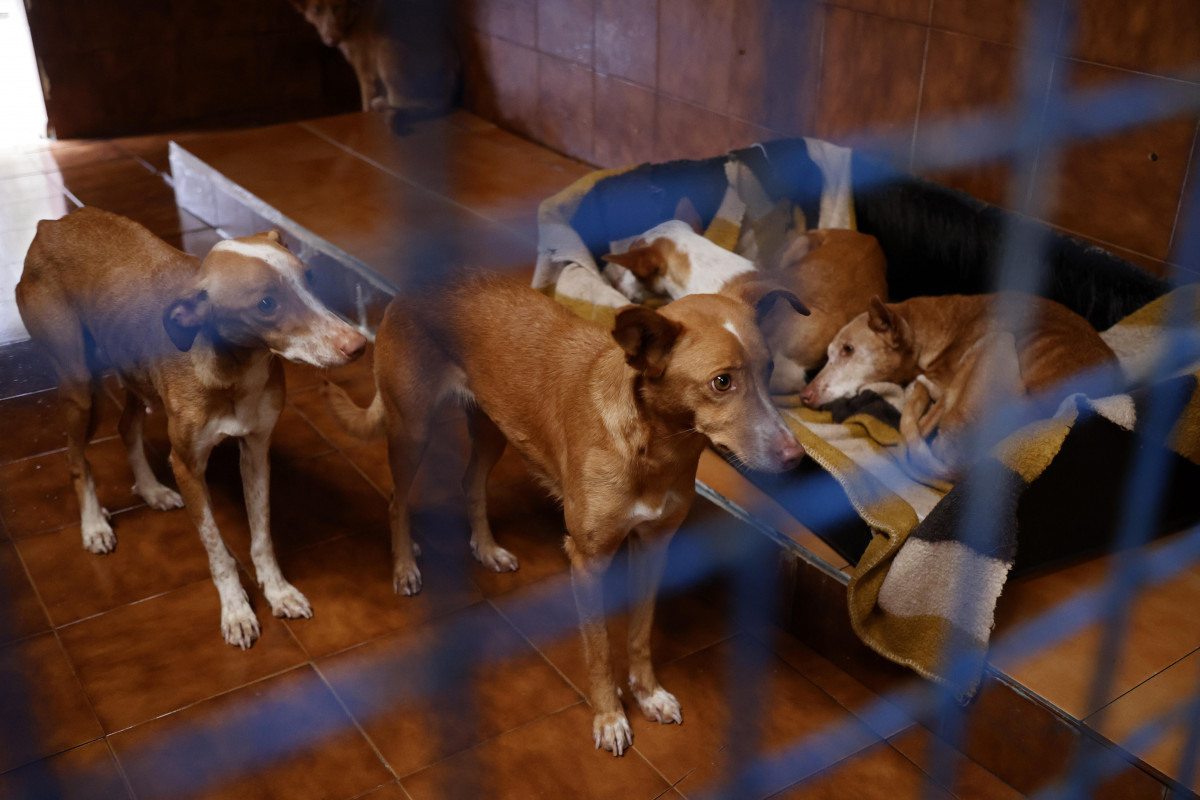 Perros rescate cambados casa síndrome noé refugio seprona guardia civil