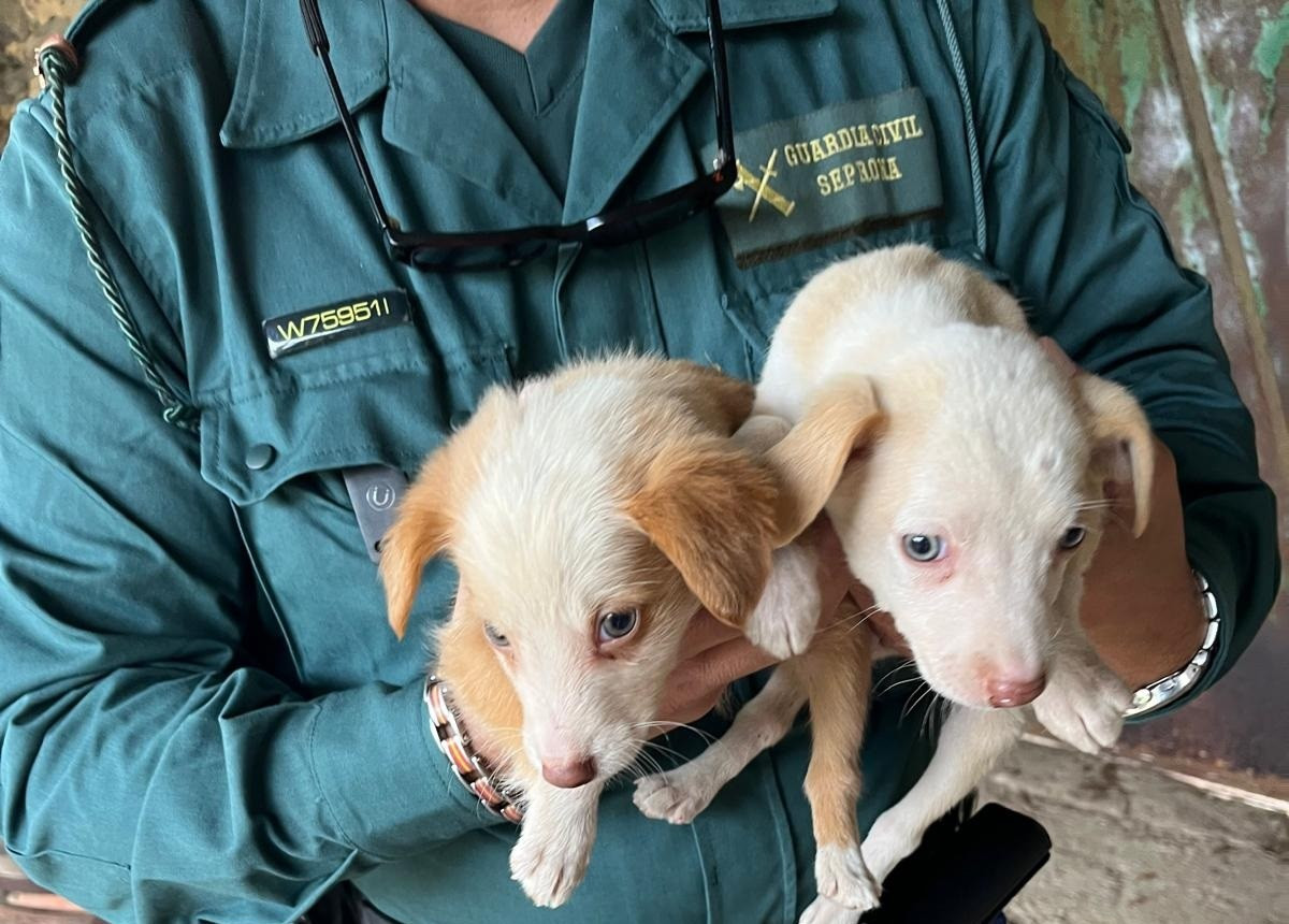 Perros rescate casa cambados