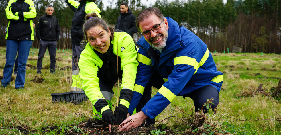 Las Ecobrigadas de Amicos reforestaron con 450 fresnos una parcela de terreno en Curtis