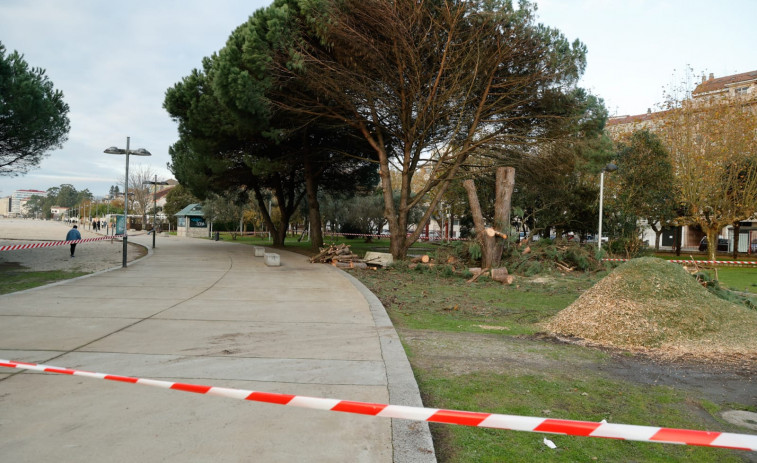 Talan un árbol en A Concha por su mal estado y precintan un tramo del Paseo Marítimo de Vilagarcía a Carril