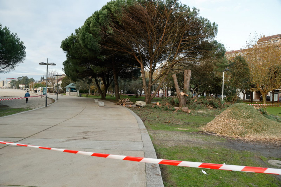 Talan un árbol en A Concha por su mal estado y precintan un tramo del Paseo Marítimo de Vilagarcía a Carril