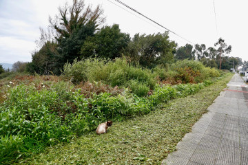 Terrenos a illa subasta narcotráfico marcial dorado