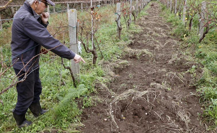 Los jabalíes destrozan por segunda vez en cinco meses una finca con cepas en Bamio