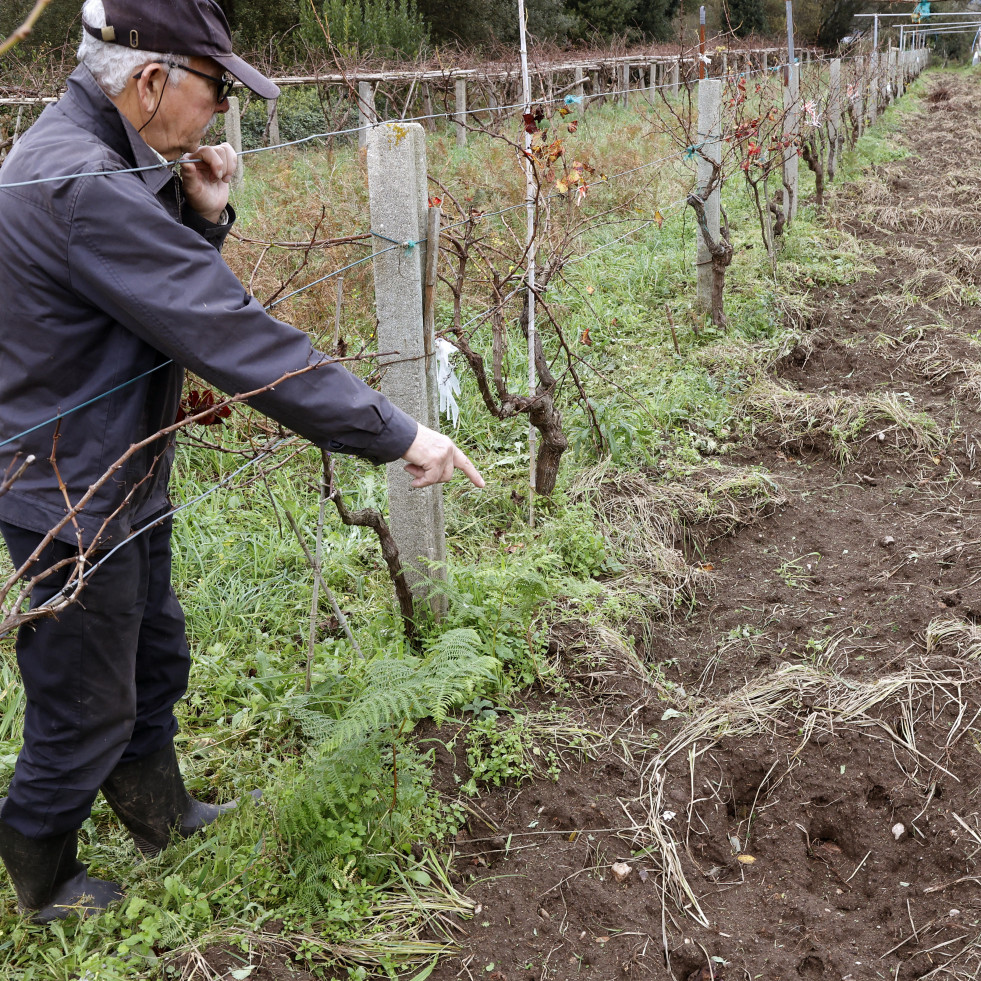 Los jabalíes destrozan por segunda vez en cinco meses una finca con cepas en Bamio