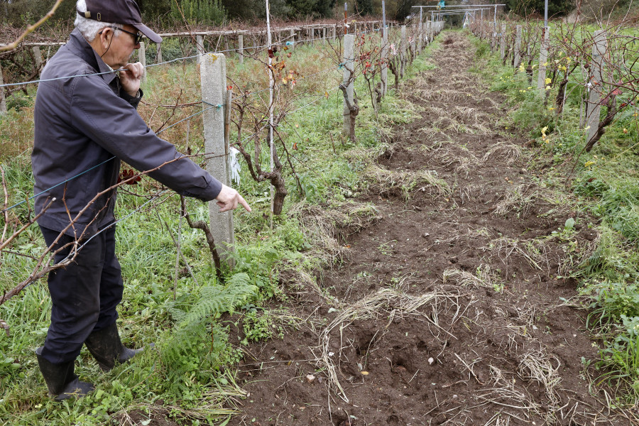 Los jabalíes destrozan por segunda vez en cinco meses una finca con cepas en Bamio