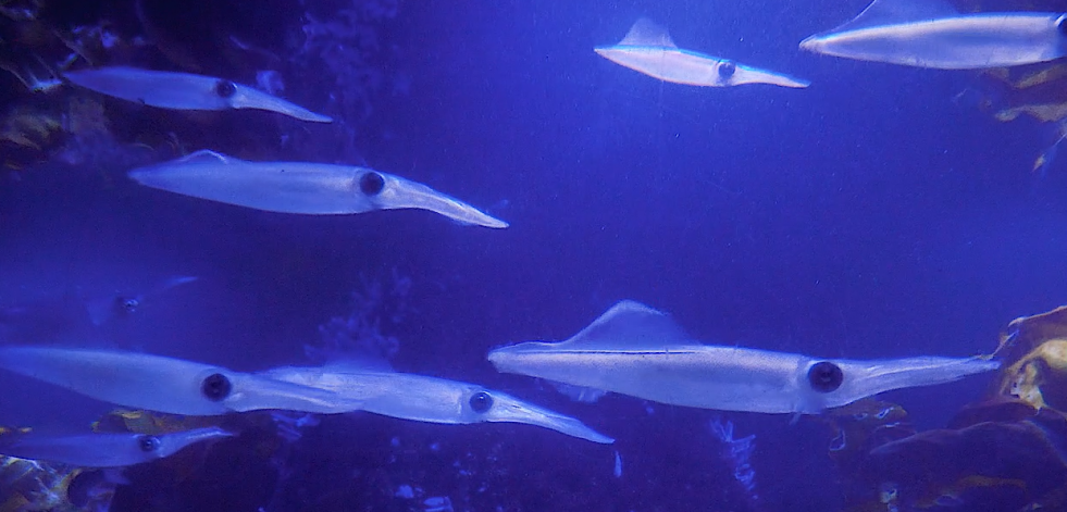 El acuario de A Coruña incorpora varios ejemplares de calamar que cambia de color