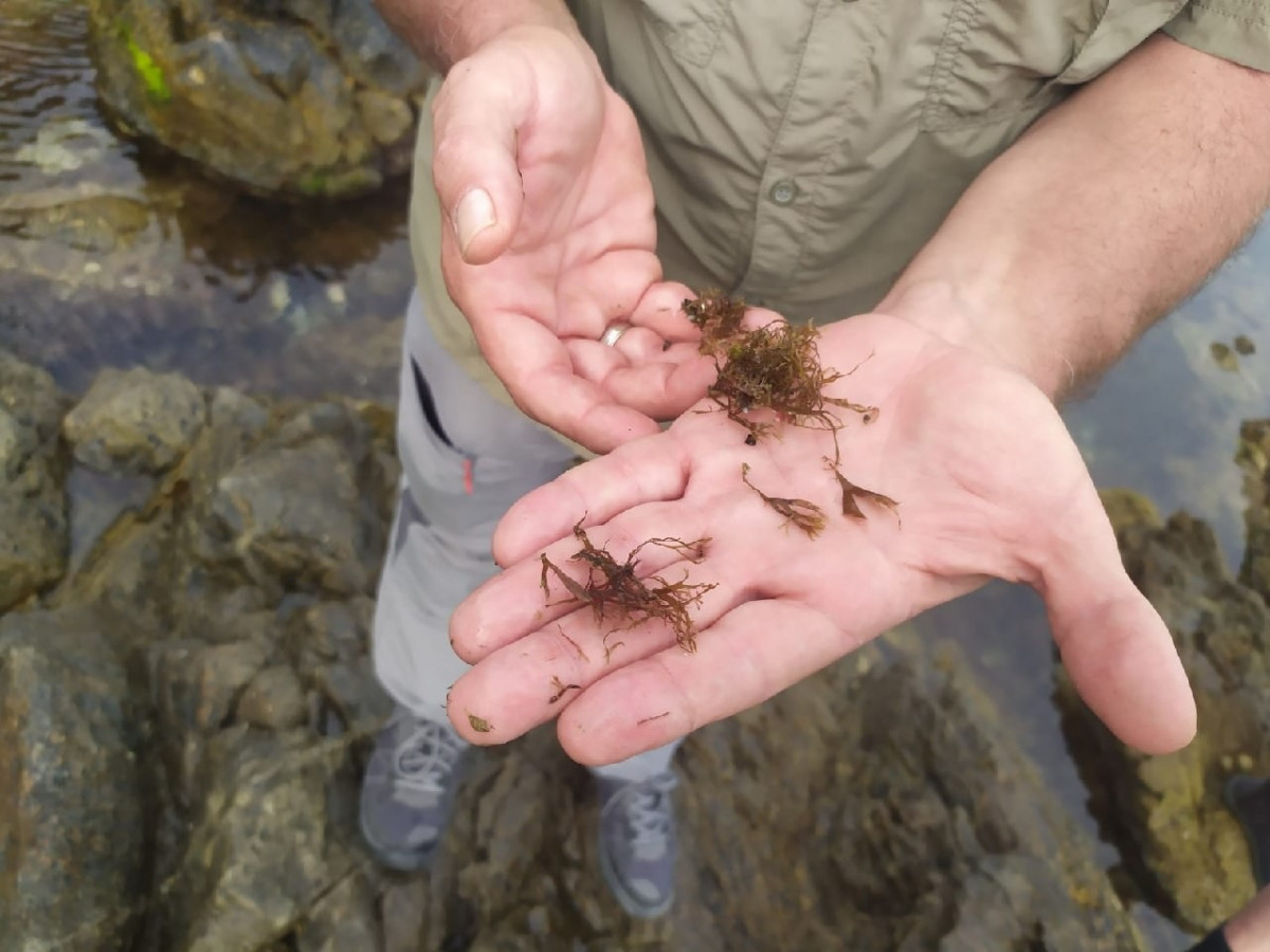 Rugulopteryx okamurae alga asiática invasora miteco