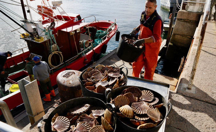 Fiasco en el primer día de la campaña de la vieira en la Ría de Arousa con apenas 1.300 kilos