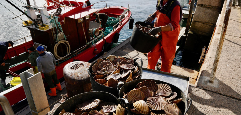 Fiasco en el primer día de la campaña de la vieira en la Ría de Arousa con apenas 1.300 kilos