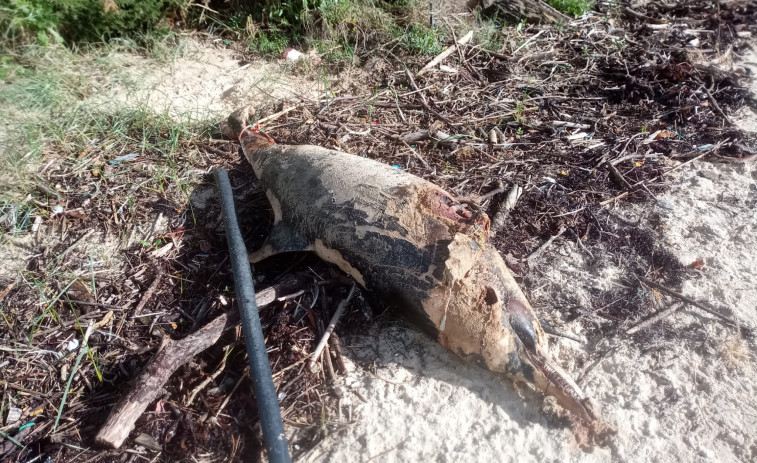 Hallan varado en un extremo de la playa pobrense de A Corna un delfín en avanzado estado de descomposición