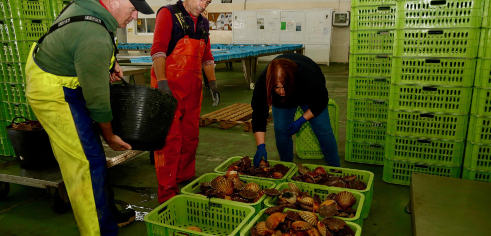 El tercer cambio de zona da un respiro y la flota logra extraer 2.100 kilos de vieira en la Ría de Arousa