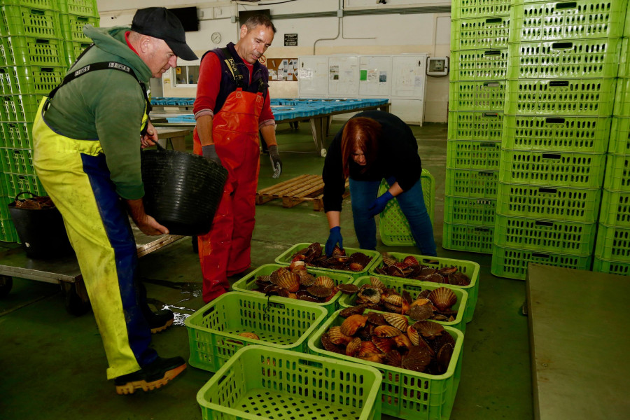 El tercer cambio de zona da un respiro y la flota logra extraer 2.100 kilos de vieira en la Ría de Arousa