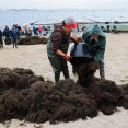 Mariscadoras de carril algas