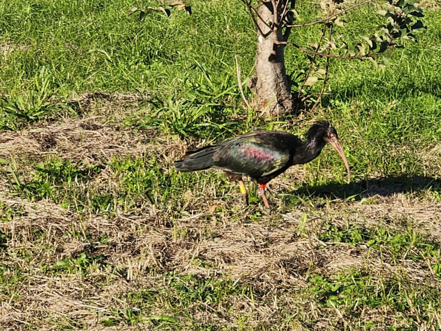 Una "rara avis" en Vilaxoán: Aparece un ibis eremita en un jardín de Faxilde