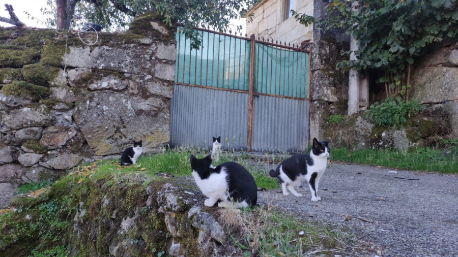 En O Grove viven “unos 400" gatos callejeros