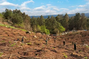 Portamérica reforestación