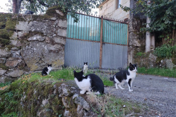 Gatos callejeros en o grove